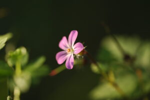Rosa Blüte 3