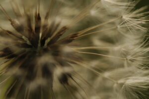 Makroaufnahme einer Pusteblume