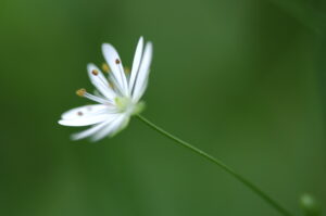 Weiße Blüte