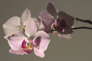 Orchidee