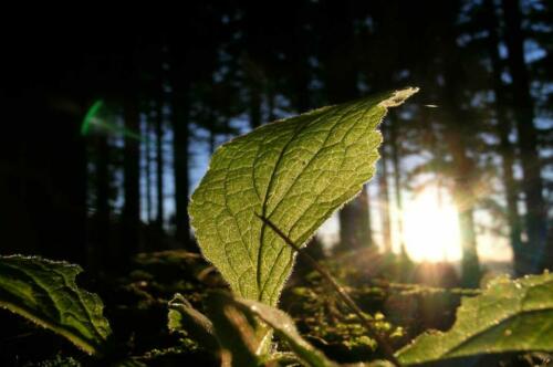 Blatt im Gegenlicht