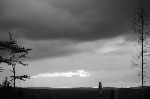 Horizont  Bäume