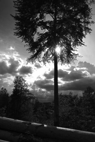 Buche im Gegenlicht