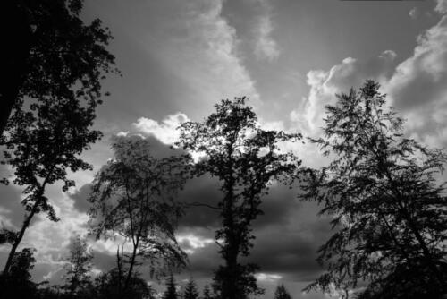 Buchen vor bewölktem Himmel