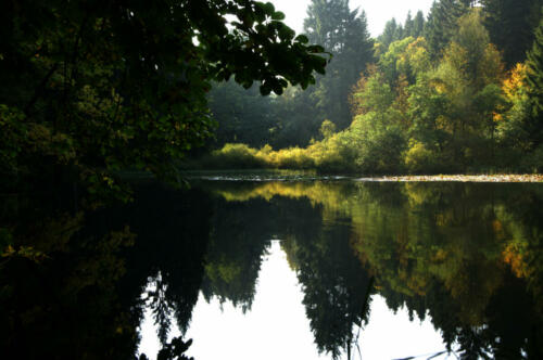 Weier im Wald