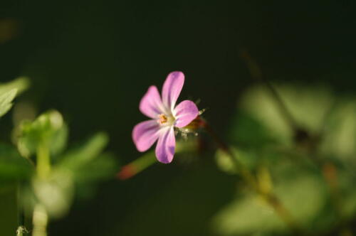 Rosa Blüte 3