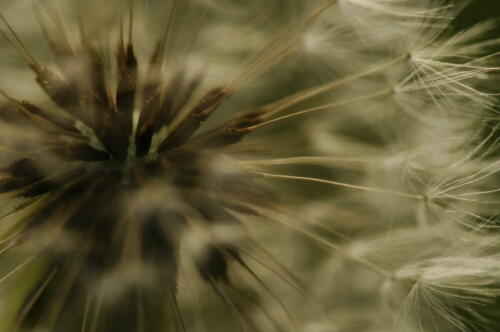 Makroaufnahme einer Pusteblume