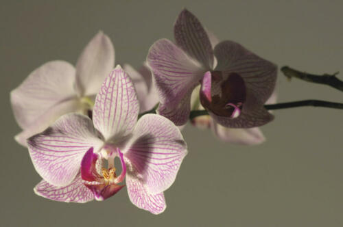 Orchideenblüten