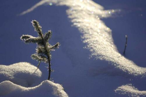Kleine Fichte im Schnee
