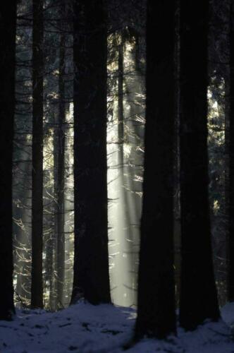 Fichten im Winter