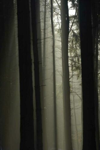Fichten im Nebel