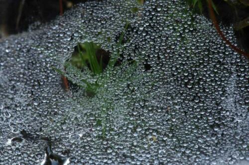 Wassertropfen auf Spinnenetz